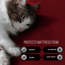 Story@Home Maroon Terry 100% Waterproof and Dustproof Premium Single / Double Size Mattress Protector